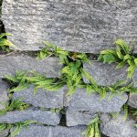  Asplenium trichomanes, Rivoli (foto G. Vacirca)